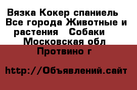 Вязка Кокер спаниель - Все города Животные и растения » Собаки   . Московская обл.,Протвино г.